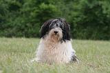 BICHON HAVANAIS 140